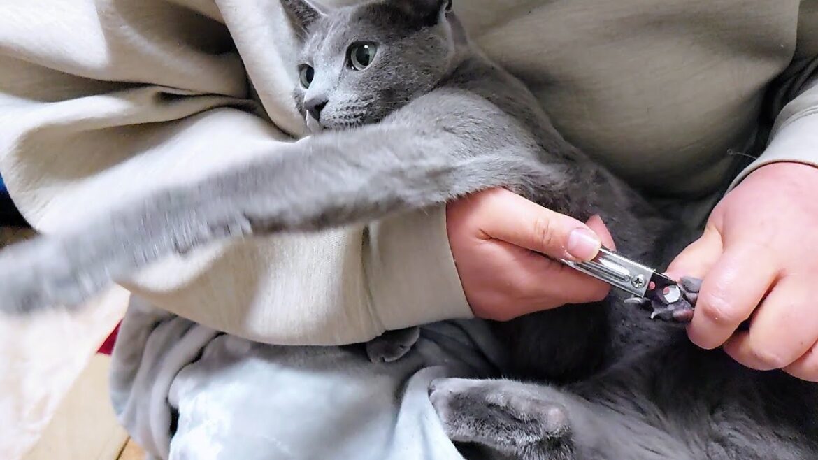 【猫動画】比較的大人しく爪切りできたロシアンブルー【russianbule】A Russian Blue that has had its nails clipped 【猫動画】比較的大人しく爪切りできたロシアンブルー【russianbule】A Russian Blue that has had its nails clipped