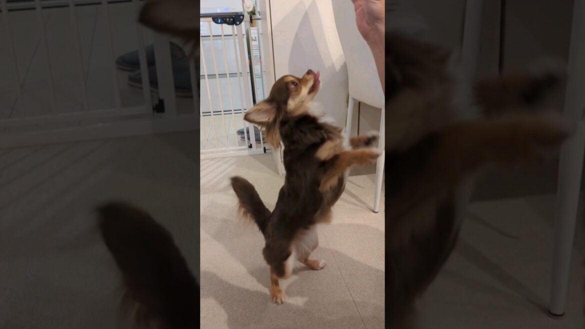 大好きなさつまいもを目の前に喜びが隠しきれない食いしん坊チワワ🐾 #shorts #子犬 #チワワ #クーッとくぅちゃん #チョコタン 大好きなさつまいもを目の前に喜びが隠しきれない食いしん坊チワワ🐾 #shorts #子犬 #チワワ #クーッとくぅちゃん #チョコタン