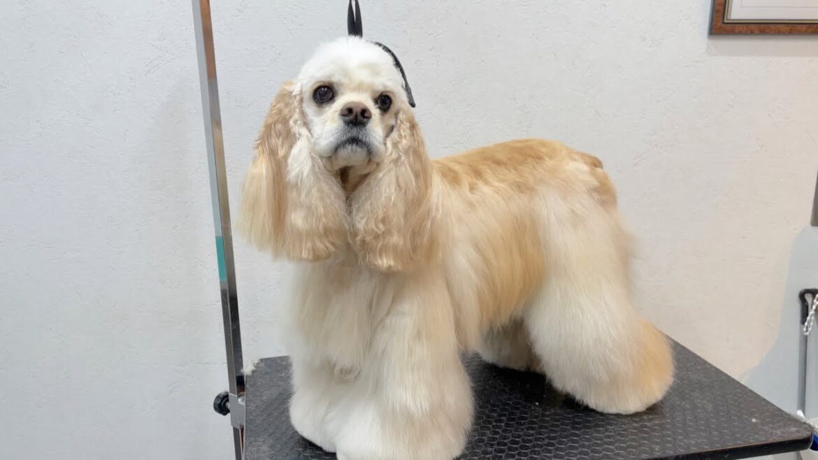 カッコ可愛いアメリカンコッカースパニエルのトリミング✂︎(うららちゃん) カッコ可愛いアメリカンコッカースパニエルのトリミング✂︎(うららちゃん)