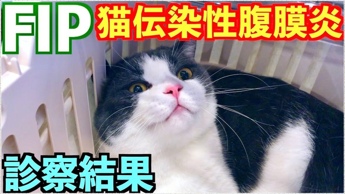 【FIP・猫伝染性腹膜炎】"まりも"半年間お疲れ様でした！"完全勝利"【完治】！？