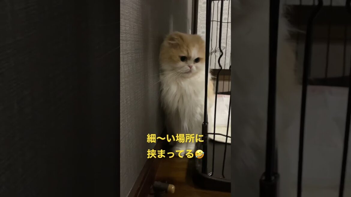 【激写】 #ねこ #猫 #ペット #cat #shorts #スコティッシュフォールド #癒し 猫が挟まる中国的画像！