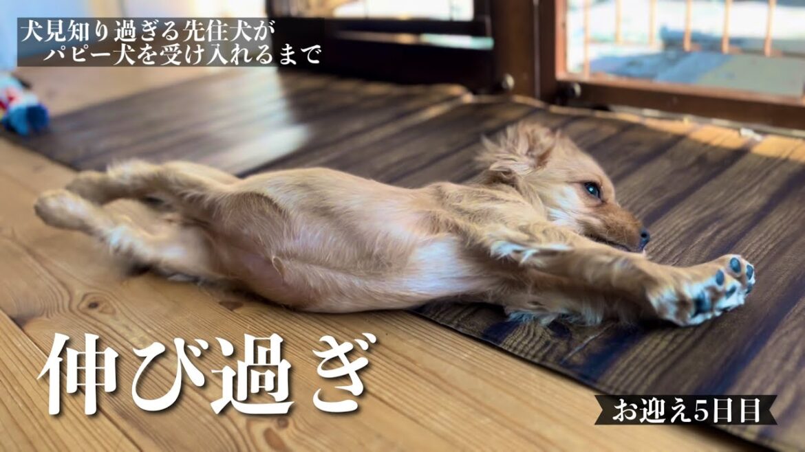 【犬見知り過ぎる先住犬がパピー犬を受け入れるまで#10】お迎え5日目　イングリッシュコッカースパニエル「みみ」の気持ち