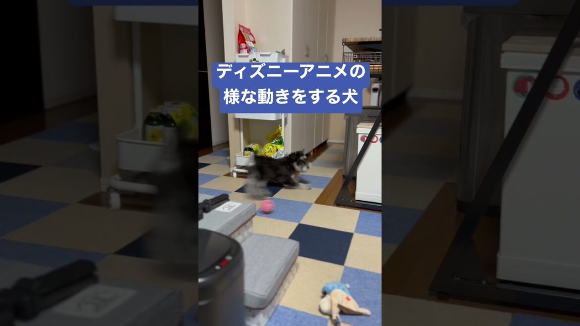 アニメの様な動きをする子犬シュナウザーまろ【ミニチュアシュナウザー子犬】