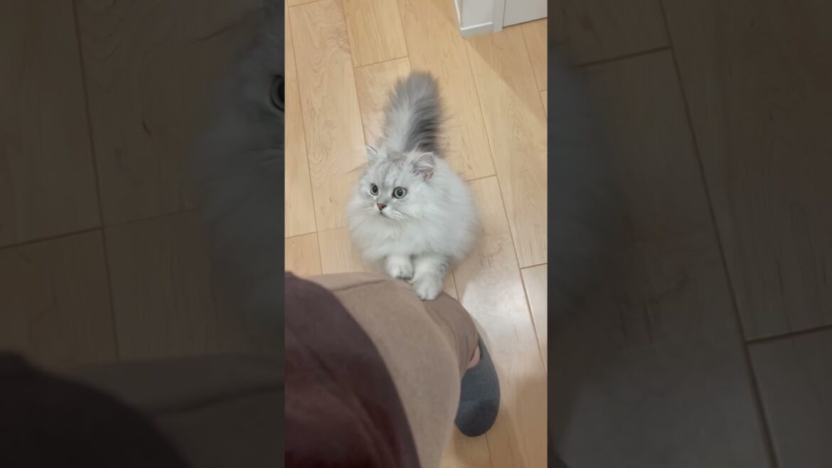 人の脚で爪を研ぐ猫 【サイベリアン】 #Shorts