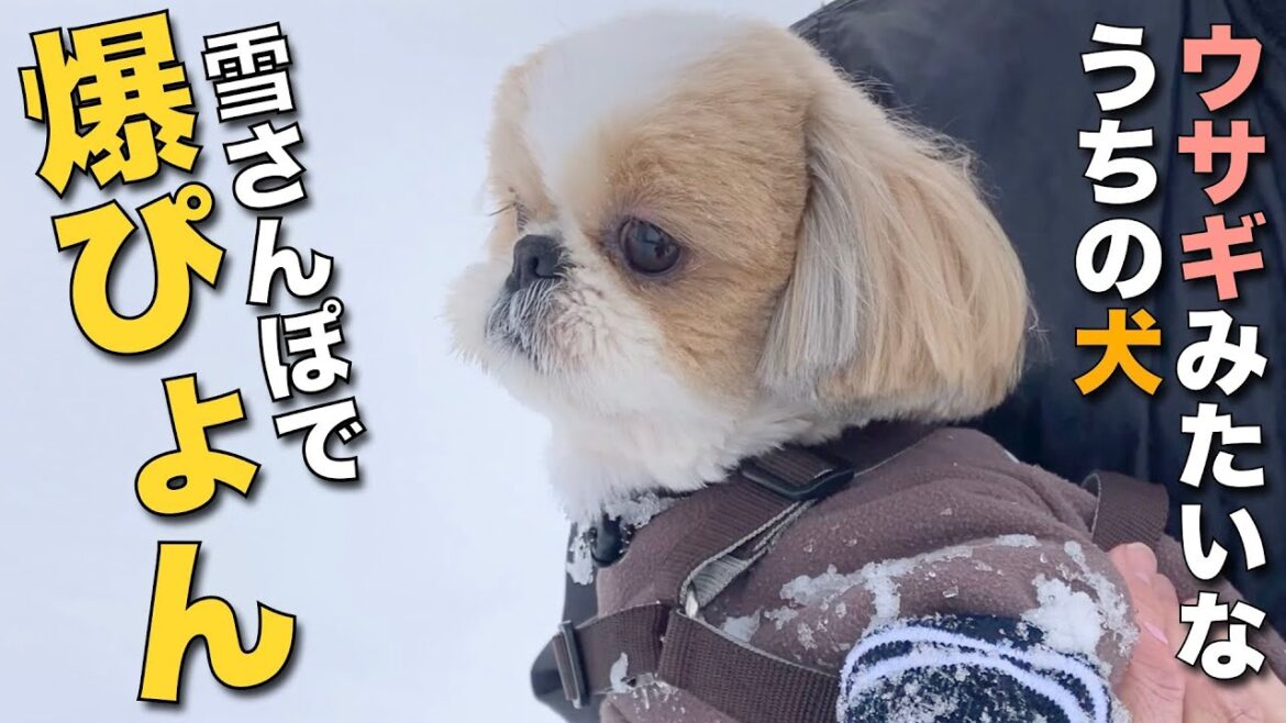 【シーズー】ウサギみたいなうちの犬、雪さんぽで爆ぴょん！www【228】