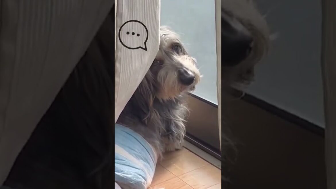 ひとりになりたい犬【ミニチュアダックスワイヤー】
