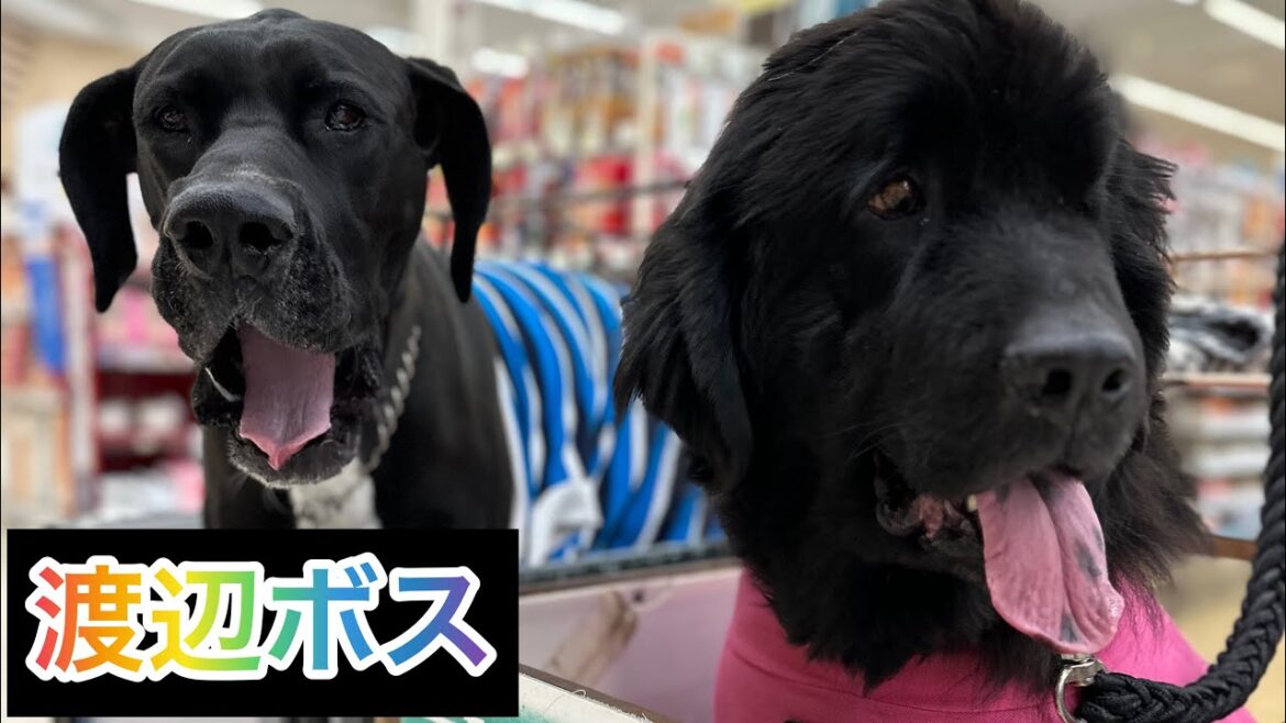 BOSS＆Queen ホームセンターからの山登り 超大型犬 ニューファンドランド グレートデーン 渡辺ボス 多頭飼育 犬好き 猫好き  保護猫 動物 ボス君 クィーンちゃん 登山 山男