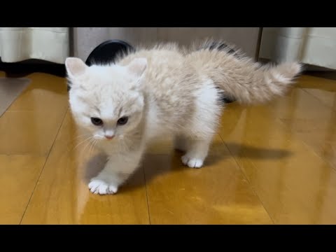 #3 赤ちゃんマンチカンの新技【やんのかステップ】 #3 赤ちゃんマンチカンの新技【やんのかステップ】