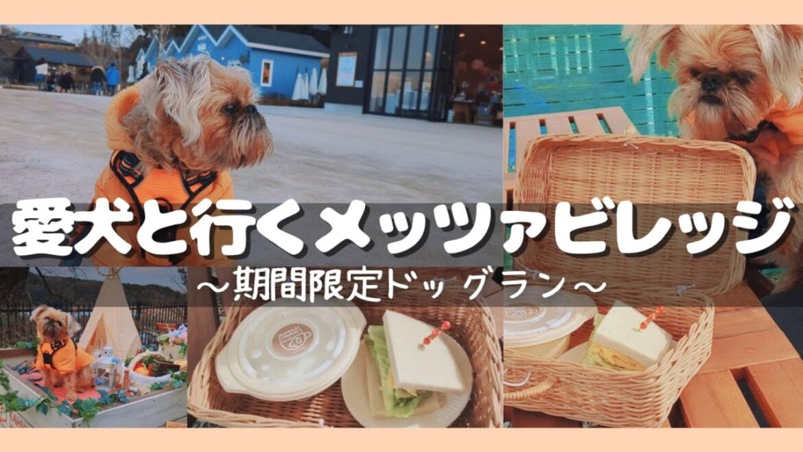 【期間限定】メッツァビレッジのドッグランで愛犬とランチ