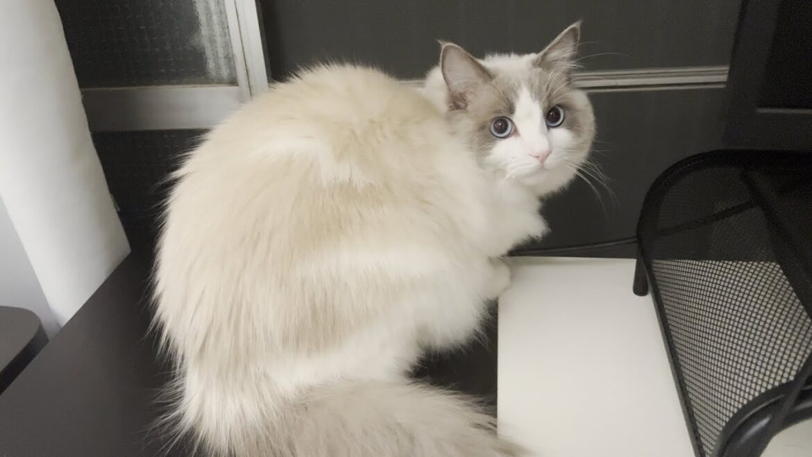 寒波がきてるのに窓を開けてニャルソックしたがる猫に困ってます…