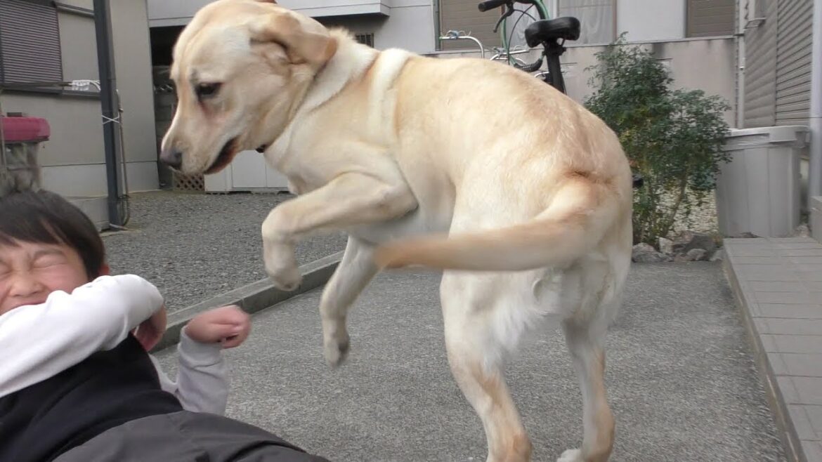 ラブラドールレトリーバー  子供と放課後の過ごし方 / ケンカもするけど仲良し Labrador retriever チャピーの成長日記 #23