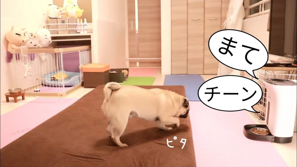 【パグ】お留守番中に突然ごはんが出てきて飼い主の声がした時の反応WWWWWW