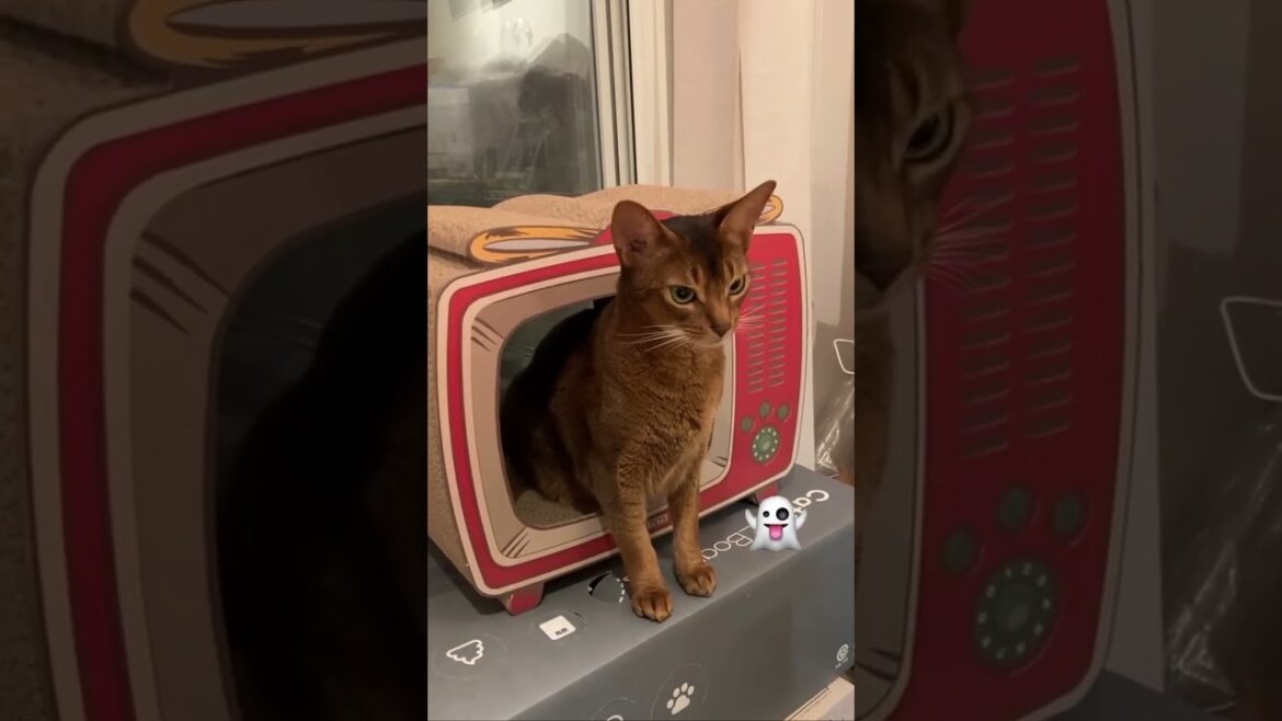 テレビから出てくる猫。貞子猫。Abyssinian cat from TV.