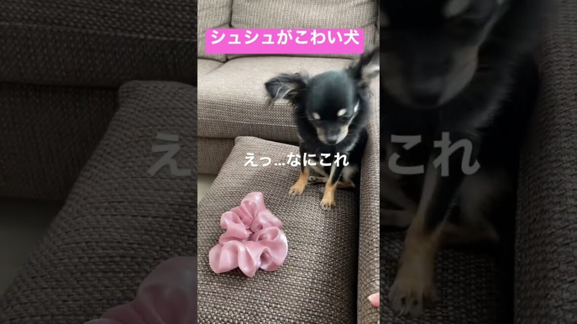 かわいい犬|ロングコートチワワのウルくん【シュシュがこわい犬】