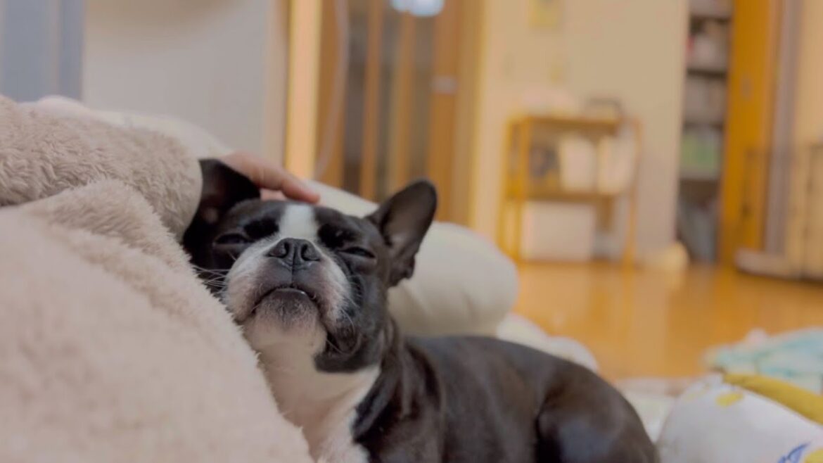普段塩対応の愛犬がたくさん遊んだら甘えてきた【ボストンテリア】