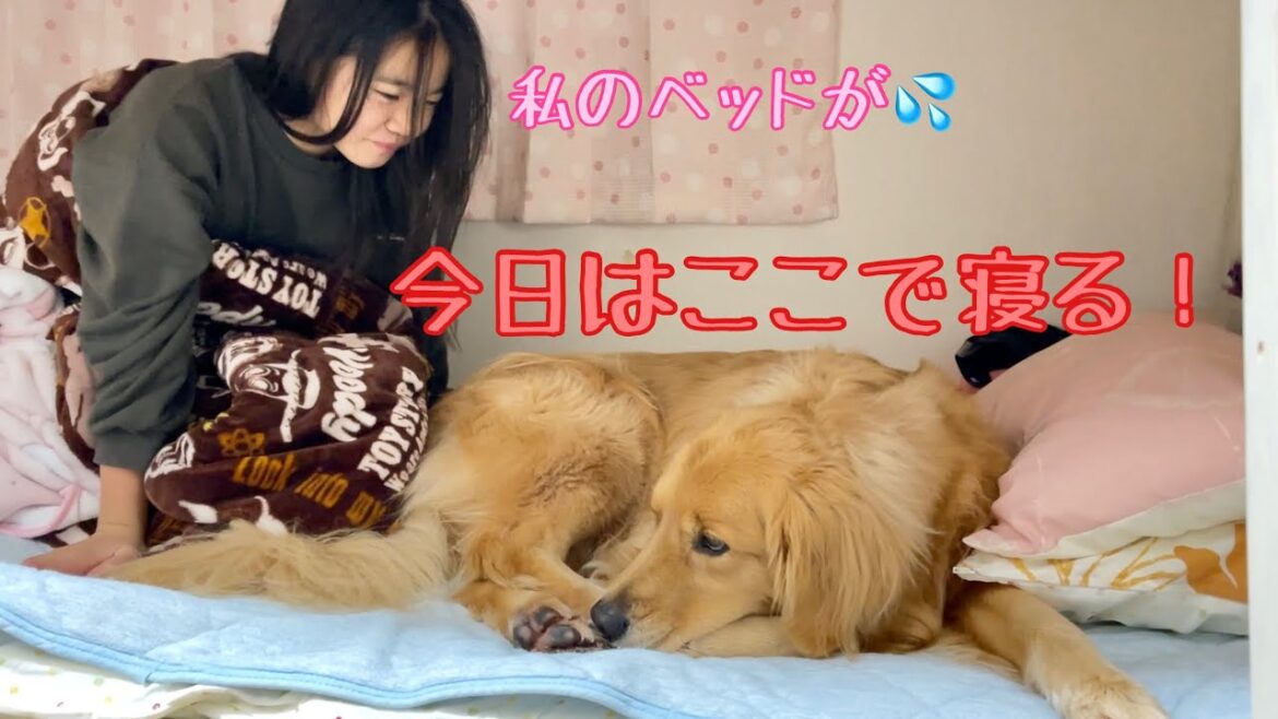 大好きな姉と一緒に寝たいとわがままを言いだした大型犬クッキー【ゴールデンレトリバーとミニチュアダックスフンド】
