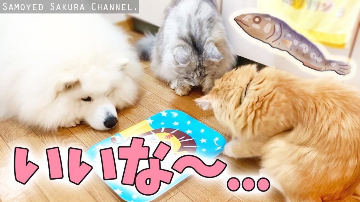 猫のオヤツを羨ましがってるサモエドさくら