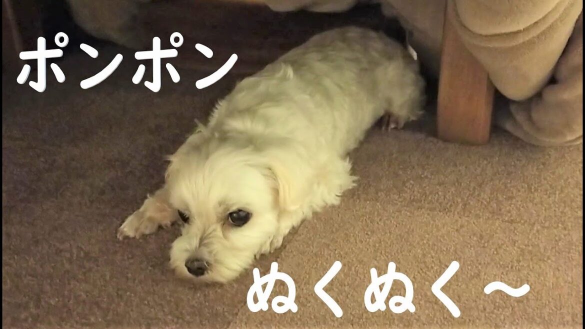 こたつの中が気に入り過ぎてこうなりました/元保護犬マルチーズ