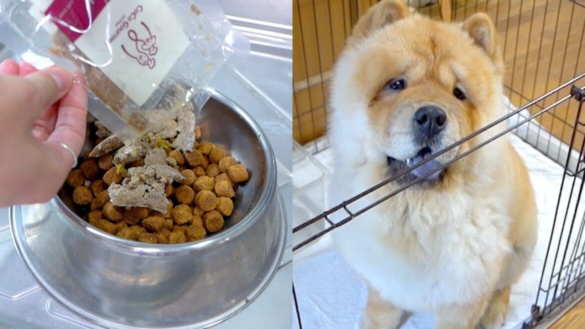 犬に見られないようにいつものご飯にウェットフードを足してみた結果…
