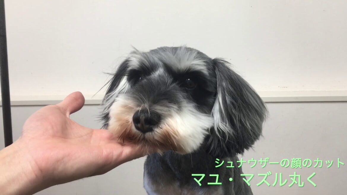 シュナの顔のカット【まゆ、マズル丸く】