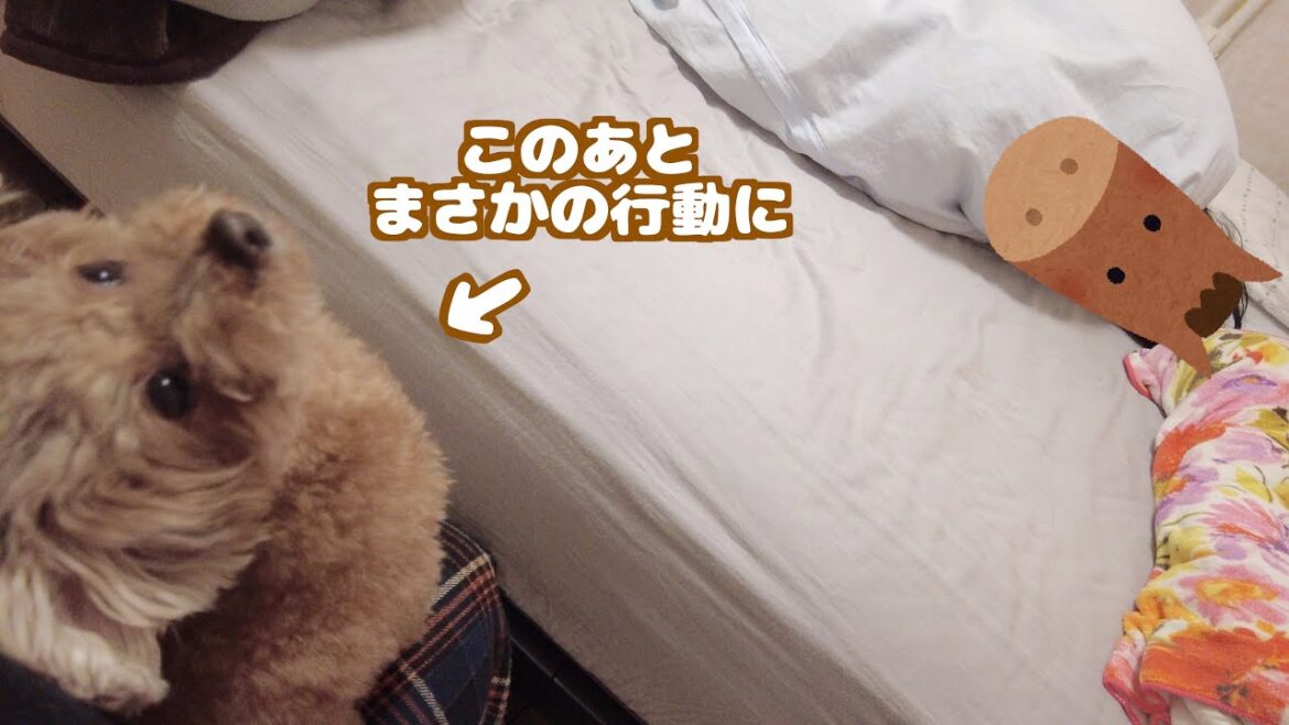 朝の時間になっても起きてこないパパに兄犬がまさかの行動でパニック！