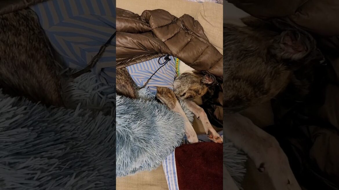 ウィペットのカイトちゃん。毎晩毎晩パパちゃんとマムちゃんの遊び相手をしてあげる、お利口なイッヌだったことが判明。 Whippet Dog KAITO FUKUOKA JAPAN