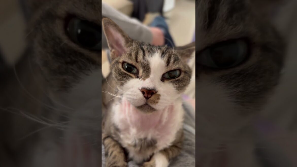 You can't say no to this cat!