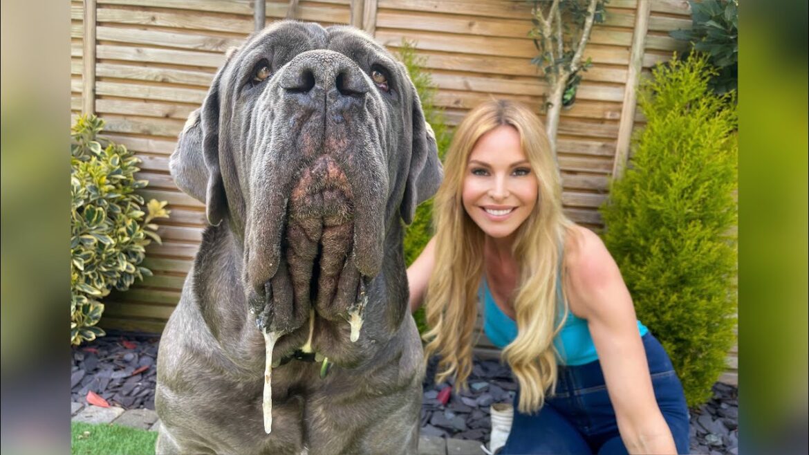 ナポリタン・マスティフ危険な番犬？マスティーノ・ナポレターノ