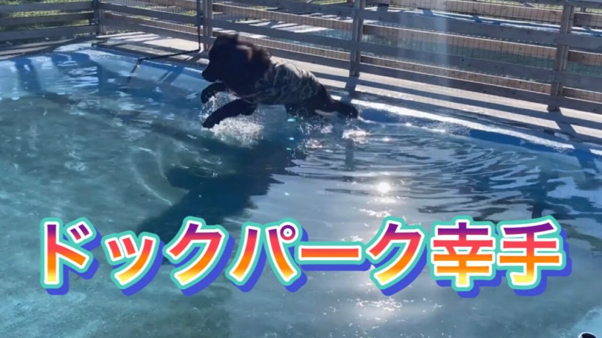 【予告】#ドックパーク幸手　#ドッグラン　#ニューファンドランド　#ポメラニアン　#超大型犬