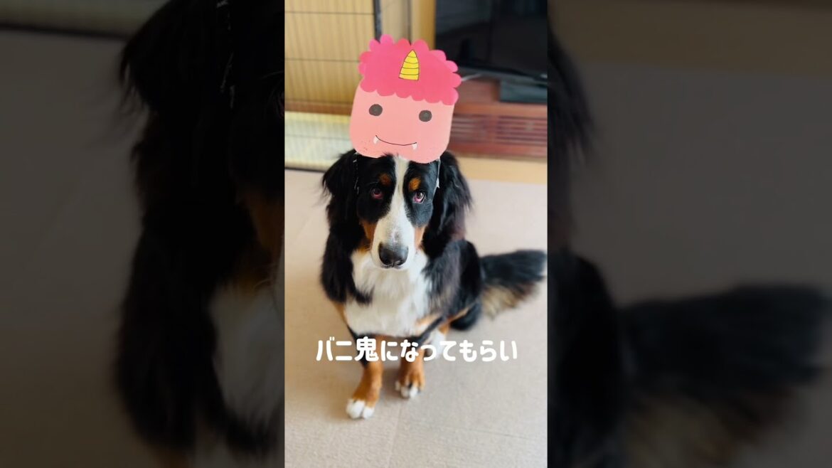 バーニーズマウンテンドッグが鬼になった日