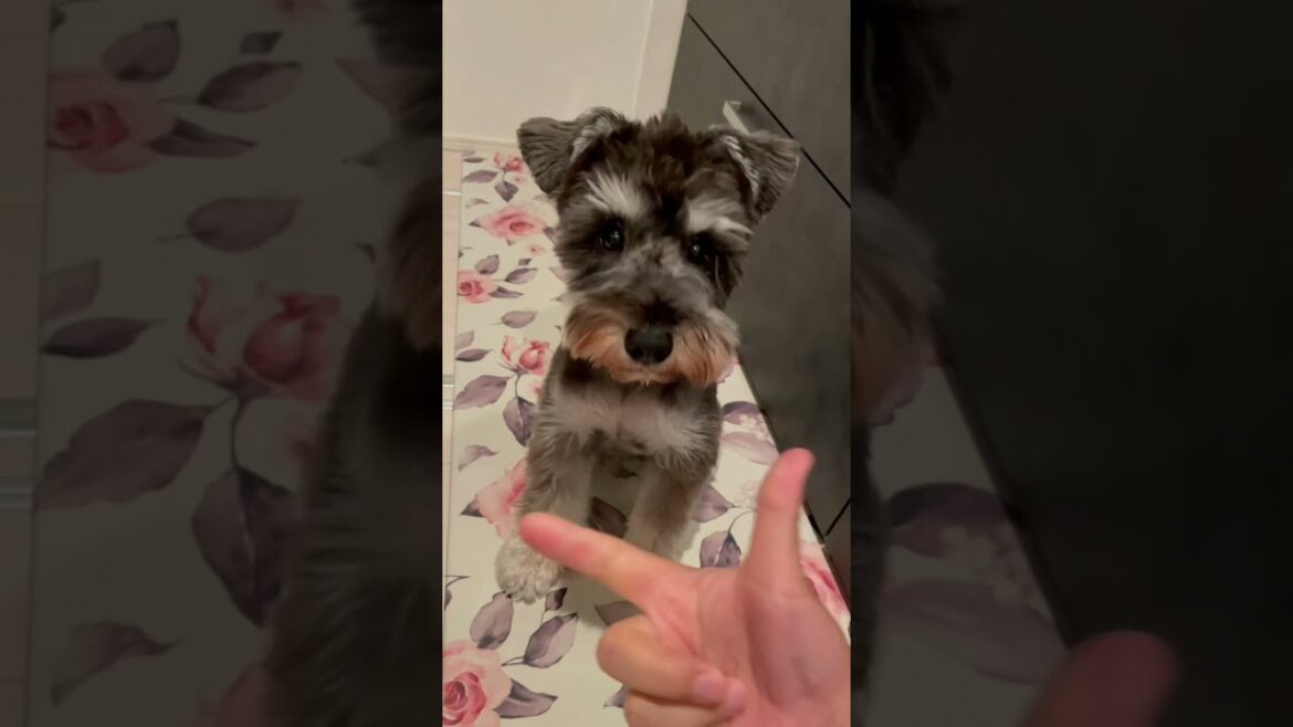 【犬 癒し】あごのせ芸を覚えると可愛さ倍増😁無垢な瞳が可愛い💕#shorts