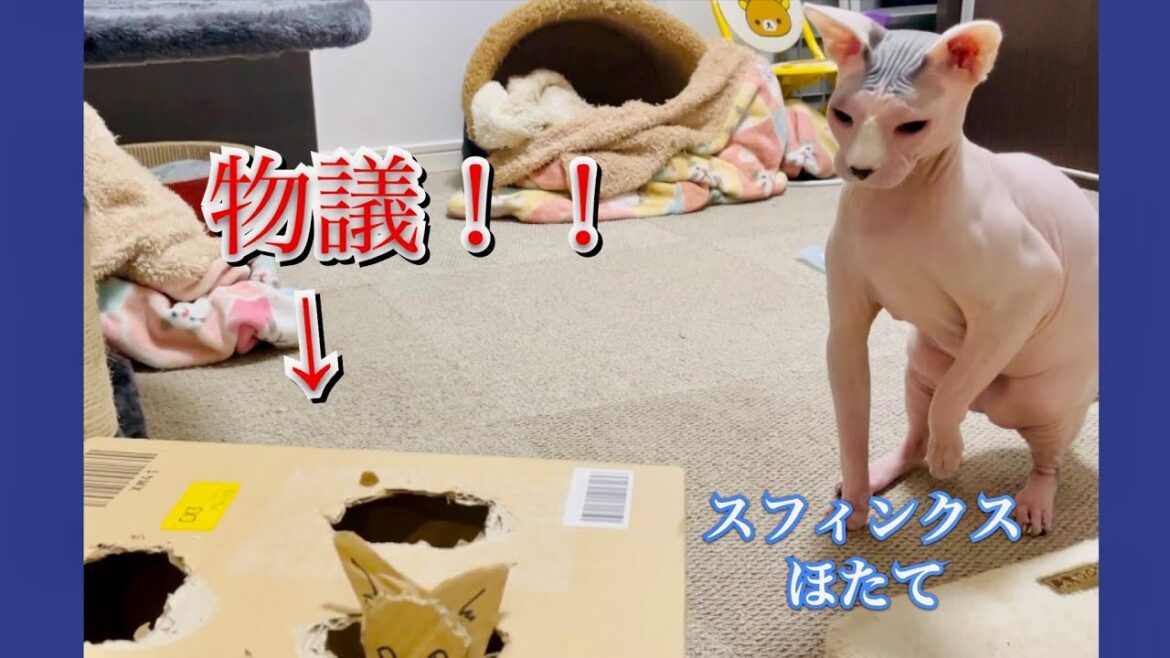 ガタガタの手作りおもちゃに怒れるほたて猫【スフィンクス猫】