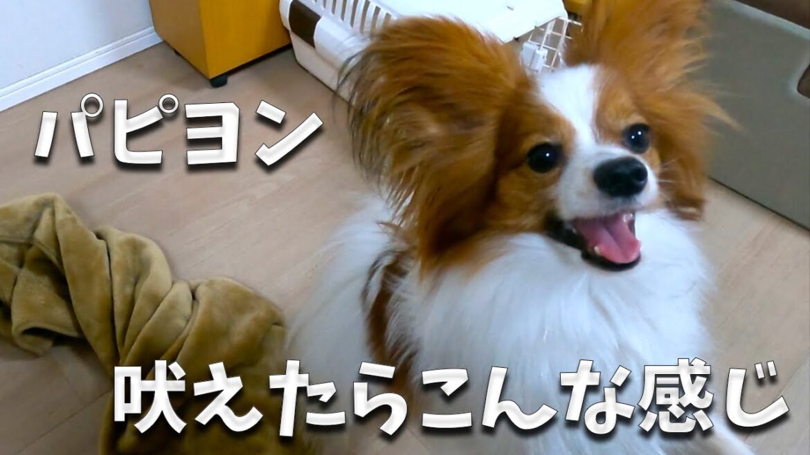 パピヨン吠えたらこんな感じ。パピヨンは吠える？吠えない？パピヨンを買いたい人は必見！#papillon #パピヨン