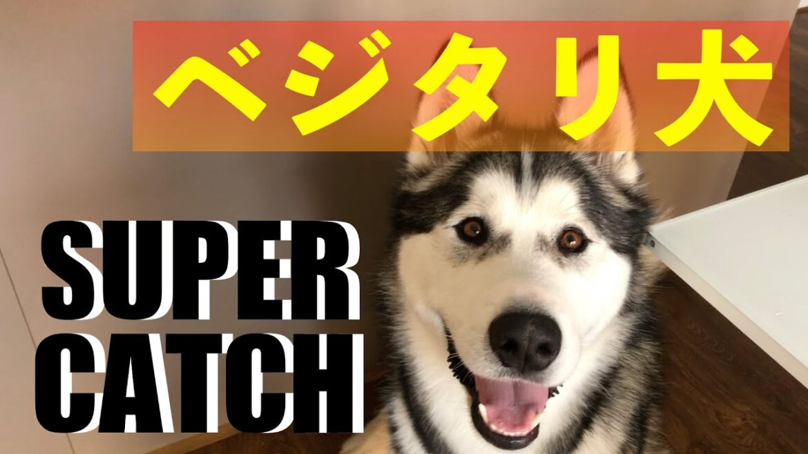 肉を食べることを諦めたアラスカンマラミュート、ベジタリアンになる？　Alaskanmalamute strikes to eat chicken, to be a Vegetarian?