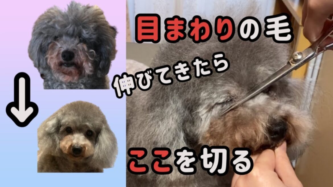 【セルフトリミング】トイプードルの目周りの毛のカット/自宅トリミング/素人でも出来る 【セルフトリミング】トイプードルの目周りの毛のカット/自宅トリミング/素人でも出来る