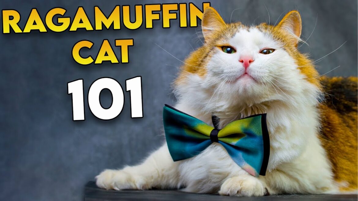 ラガマフィン CAT 101 – 最も過小評価されているふわふわの猫種 ラガマフィン CAT 101 - 最も過小評価されているふわふわの猫種