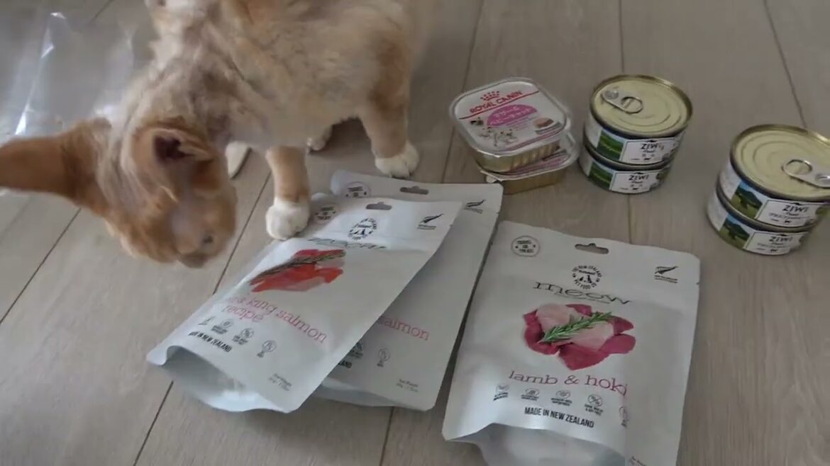 友達からたくさんおいしいフードをもらったデボン猫です。