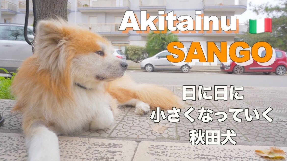 [Akita dog fighting cancer] Akita dog getting smaller day by day.