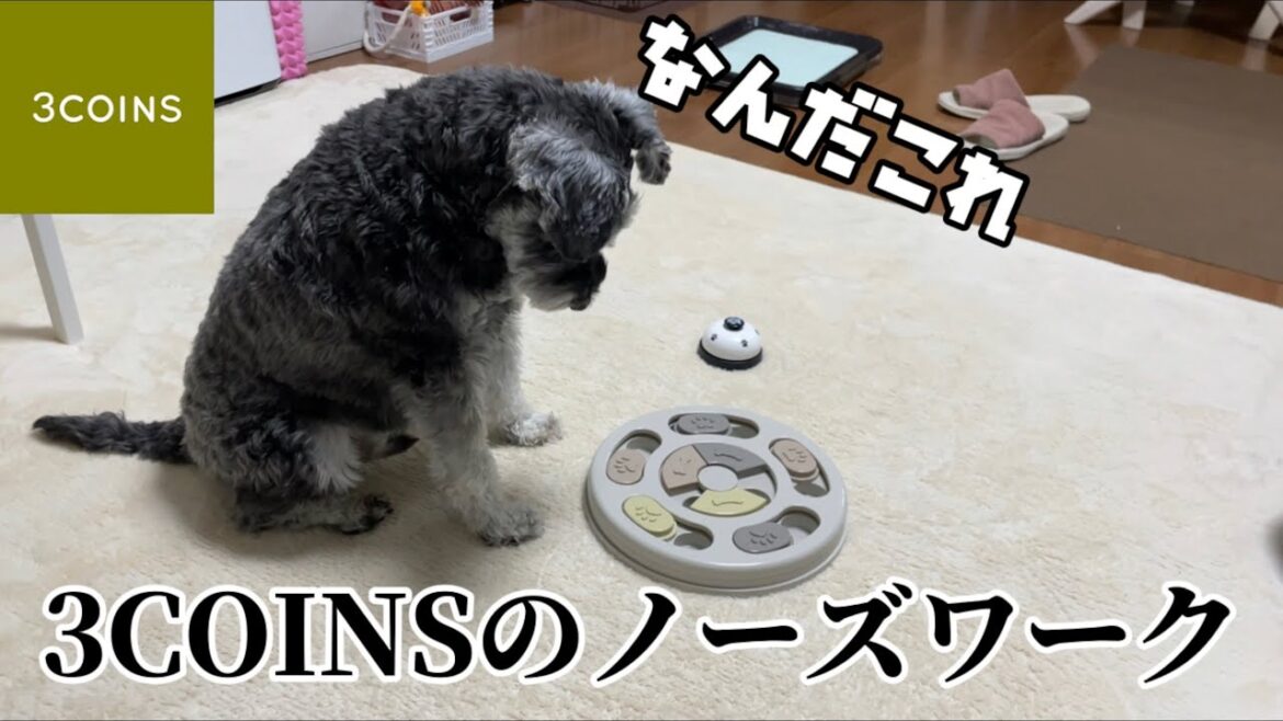 オイラにもっとノーズでワークさせてよ【ミニチュアシュナウザー】【トイプードル】【シュナプー】