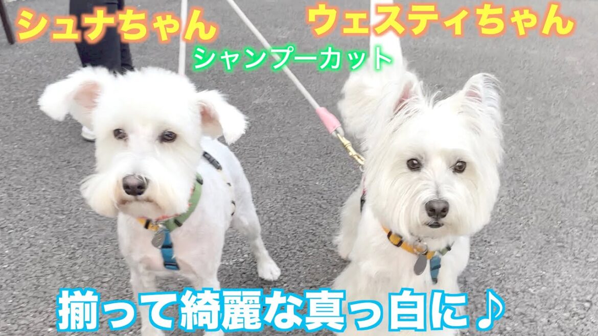 【トリミング】トリミングで綺麗な真っ白になったウェスティちゃんとシュナちゃん♪【シシーちゃん】&【リリーちゃん】2022年3月9日(水)