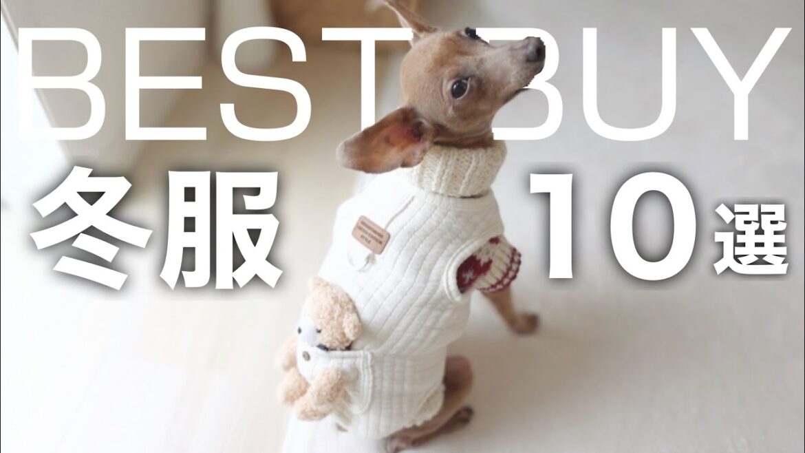 子鹿犬に買って良かった冬服10選／洋服嫌いでも着せやすく暖かいオシャレな購入品紹介【ミニピン／元保護犬】