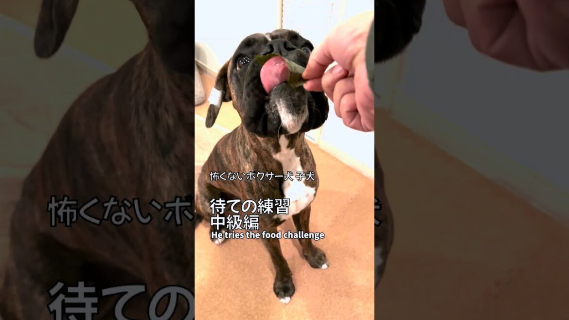 待ての練習中級編 #shorts #boxerdog #ボクサー犬