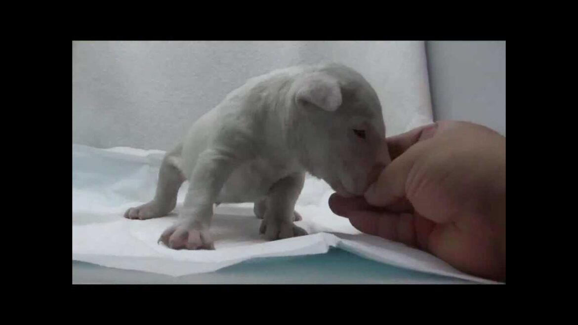 ミニチュアブルテリアの子犬11