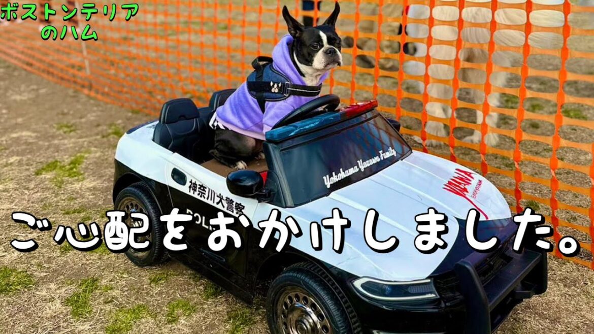 ハム、その後の経過報告〜リハビリをかねてドッグランへ〜