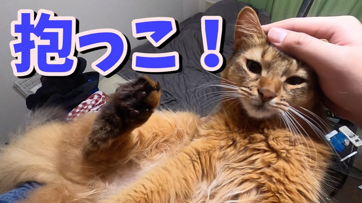 甘えん坊の可愛すぎる猫を抱っこする!【ソマリ】 甘えん坊の可愛すぎる猫を抱っこする!【ソマリ】