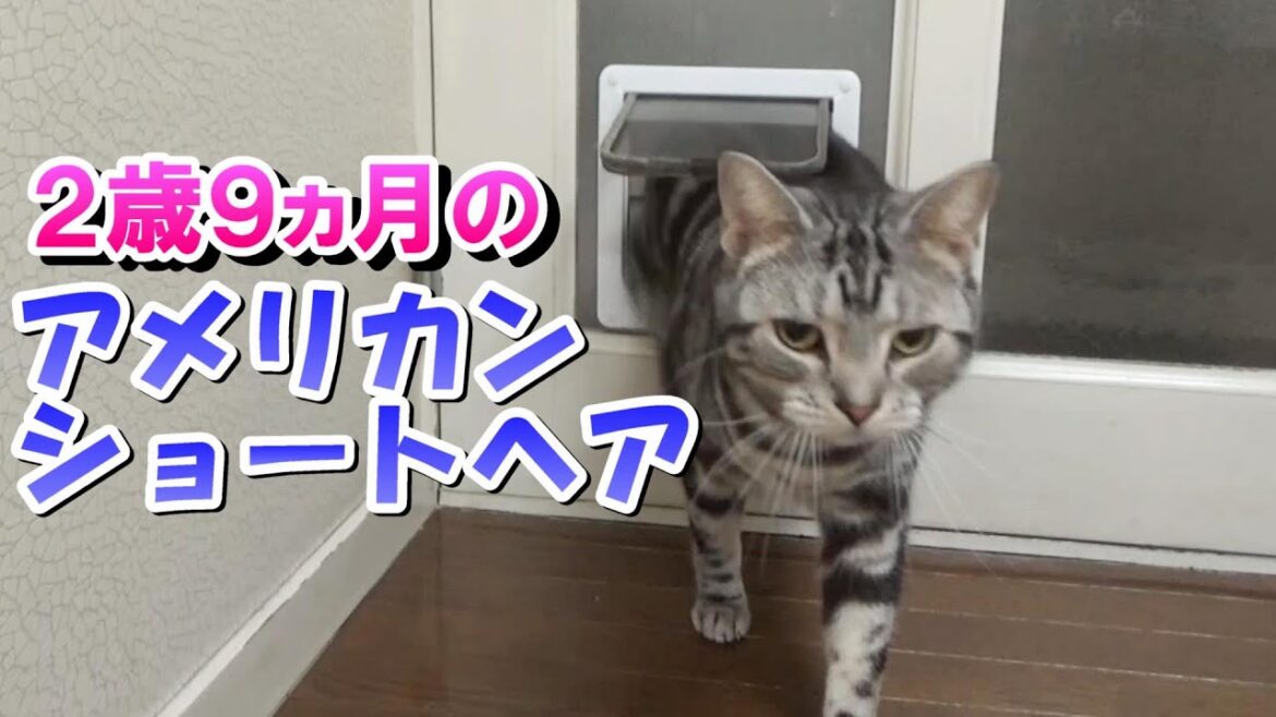 ２歳９ヵ月の様子（アメリカンショートヘア）