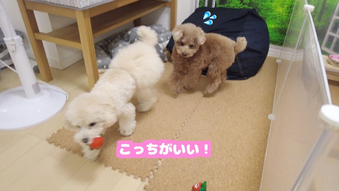 どんなに妹犬におもちゃを取られても絶対に怒らない兄犬が優しすぎる！