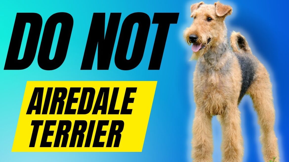 エアデール テリアを飼うべきではない 7 つの理由
