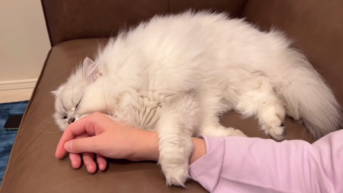 飼い主の腕を掴んで寝たい猫がかわいい！
