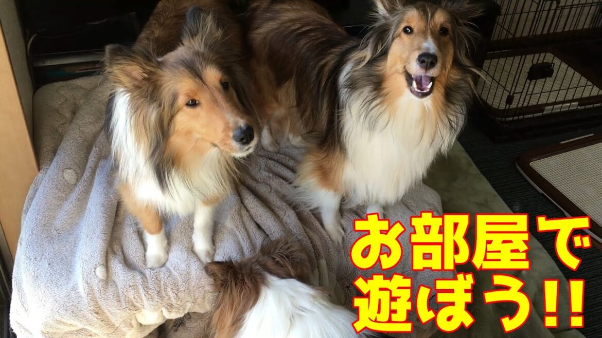 【シェルティ】一緒に遊ぼう🐾【みんなご機嫌】